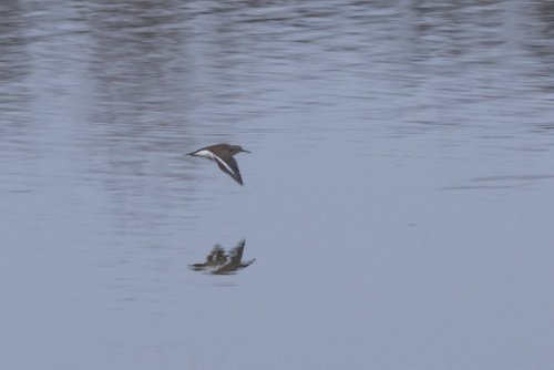 Common Sandpiper