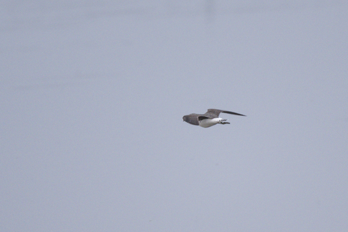 Green Sandpiper