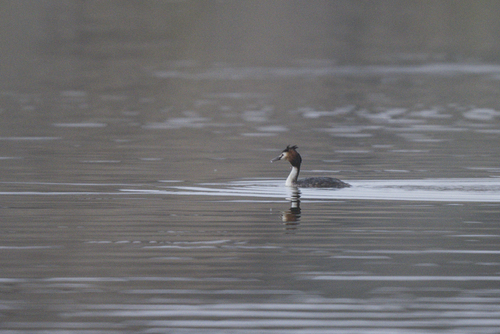 Great Crested Grebe