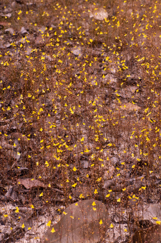 Zigzag Bladderwort
