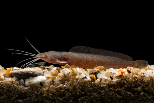 Walking Catfish