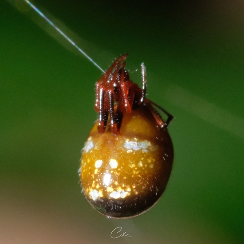 Argyrodes zhui