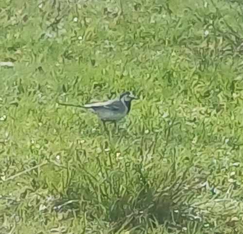 White Wagtail