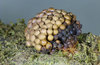 Tubifera vanderheuliae - Photo (c) Sarah Lloyd, all rights reserved, uploaded by Sarah Lloyd