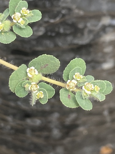 prostrate spurge