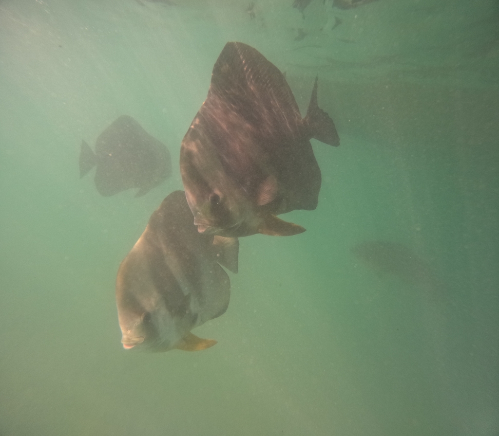 Batfish