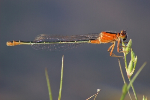 Oasis Bluetail