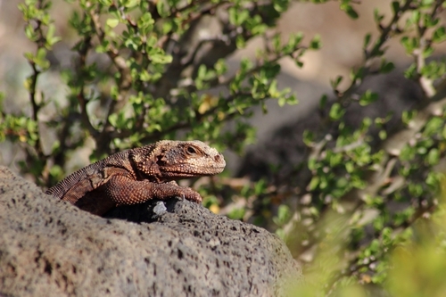Monserrat Chuckwalla