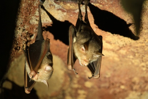 Commerson's Leaf-nosed Bat