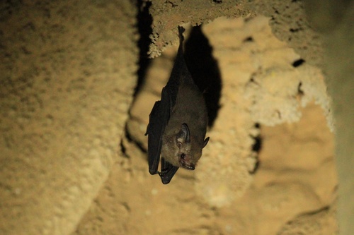 Western sheath-tailed bat