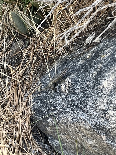 iNaturalist observation photo of Common Sagebrush Lizard