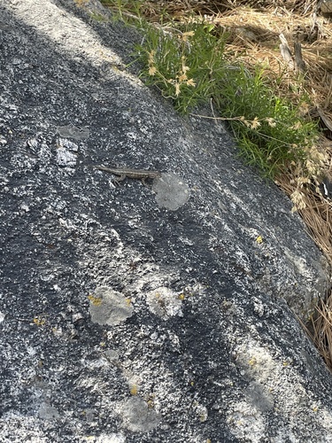 iNaturalist observation photo of Common Sagebrush Lizard