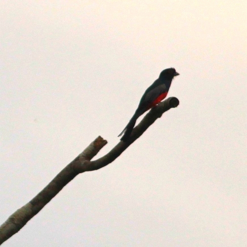 Blue-crowned Trogon