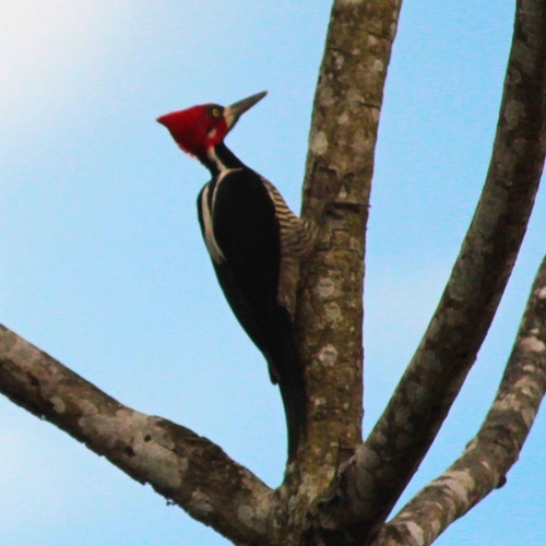 Crimson-crested Woodpecker