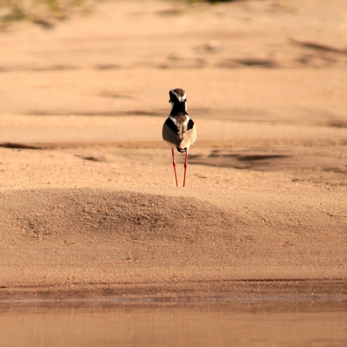 Pied Plover