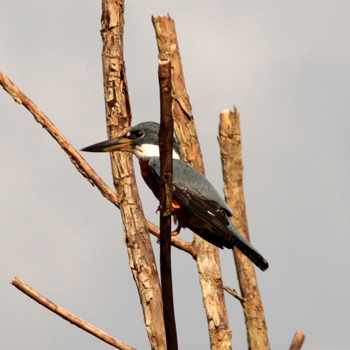Ringed Kingfisher