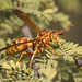 Apache Paper Wasp - Photo (c) Lee Hoy, all rights reserved