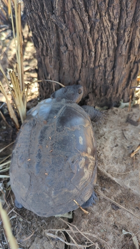 Helmeted Turtle