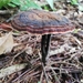 Amauroderma - Photo (c) ChMS, all rights reserved, uploaded by ChMS