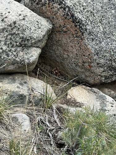 iNaturalist observation photo of Gopher Snake