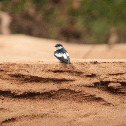 White-winged Swallow