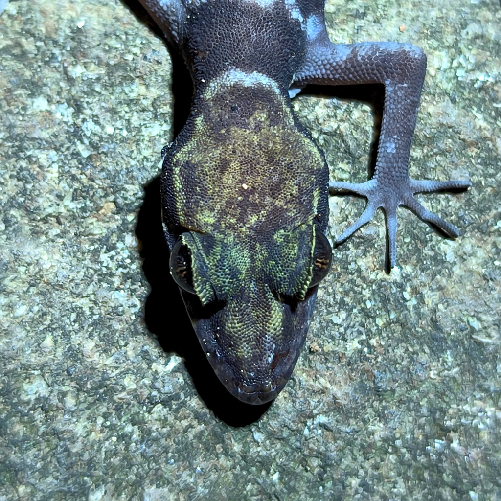Ba Den Bent-toed Gecko in May 2025 by Phúc Trần Nguyên. The orange head ...