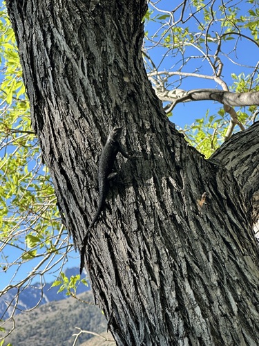 iNaturalist observation photo of Western Fence Lizard