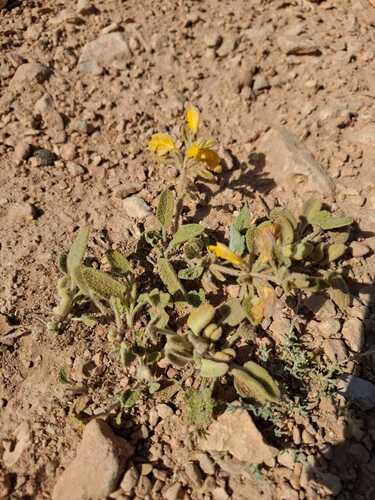 Phlomis syriaca