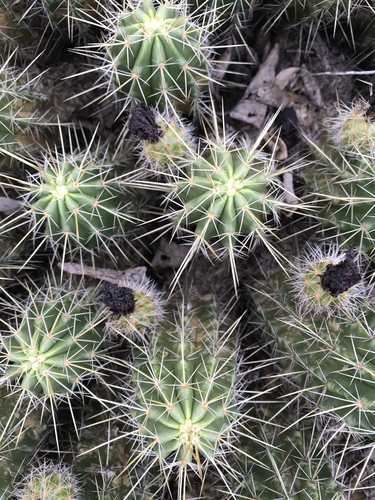 Echinocereus viereckii