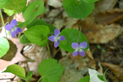 northern woodland violet (Viola septentrionalis)