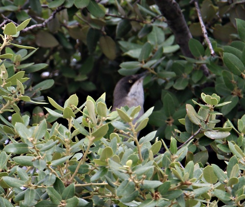 Western Orphean Warbler