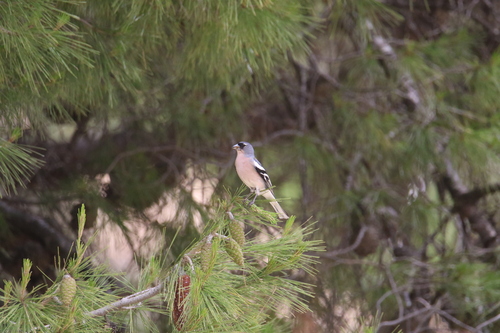 African Chaffinch