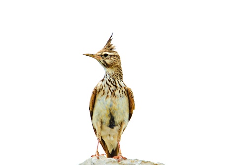 Crested Lark