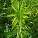 Artemisia serrata - Photo (c) Alex Graeff, todos los derechos reservados, subido por Alex Graeff
