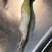 Daikon Radishes - Photo (c) Peter Torr Smith, all rights reserved, uploaded by Peter Torr Smith