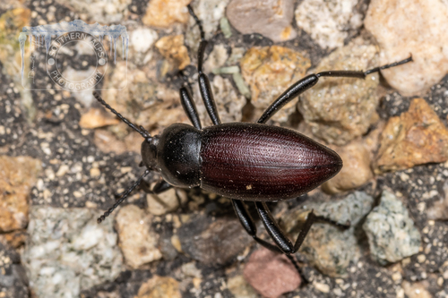 Eleodes carbonaria