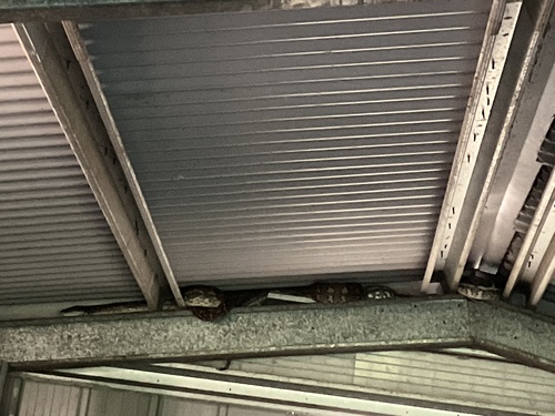 Coastal Carpet Python sighting