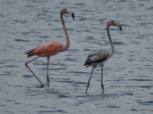 American Flamingo