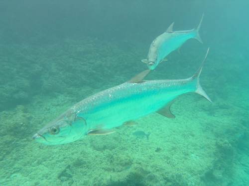 Atlantic Tarpon