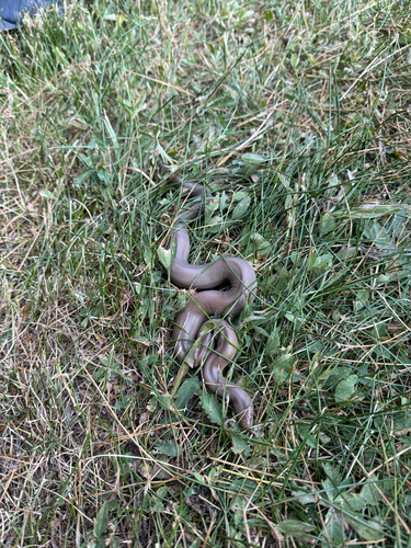 iNaturalist observation photo of Northern Rubber Boa