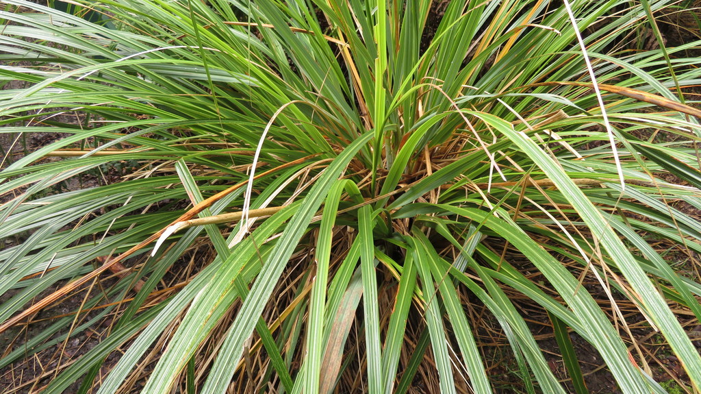 Austroderia fulvida from Tararua Forest Park, New Zealand on September ...