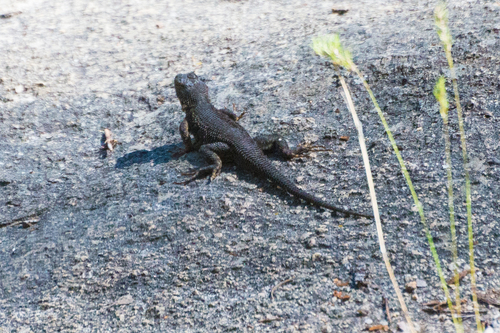 iNaturalist observation photo of Western Fence Lizard