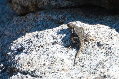 iNaturalist observation photo of Western Fence Lizard