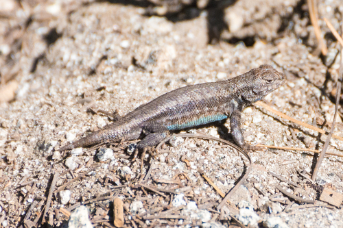 iNaturalist observation photo of Common Sagebrush Lizard