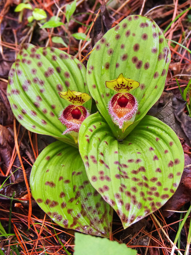Farges' Cypripedium (Cypripedium fargesii)