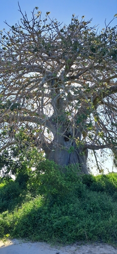 African baobab