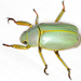 Chrysina chrysopedila - Photo (c) gernotkunz, all rights reserved, uploaded by gernotkunz