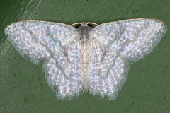 Chloropteryx opalaria image