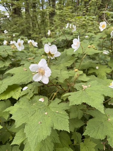 Rubus parviflorus