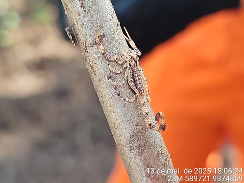 Tityus maranhensis
